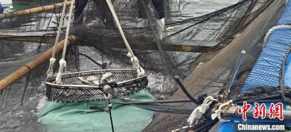在线股票配资平台 福建宁德30吨活水鱼搭上“快线”出口日本